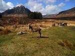 West-Highland-Way in Schottland. April 2013.