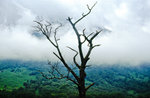 Baum undniedrich hängende Wolken am Berg Ben Nevis im schottischen Hochland. Bild vom Dia. Aufnahme: Juni 1991.