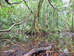 Regenwald im Cocovado Nationalpark in Südwesten von Costa Rica. Aufnahme vom August 2016.