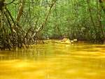 Kanufahrt auf dem Río Sierpe, Rgion Ojochal, Province Puntarenas, Costa Rica. Foto vom August 2016.