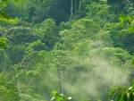 Auf einer meiner allmorgendlichen Fußmärsche durch den Regenwald entstand dieses Foto. Man kann wunderbar sehen wie die Feuchtigkeit aufsteigt und der Regenwald  atmet . Das Fot oentstand in der Region Ojochal, Provinz Puntarenas, Südwest Costa Rica, im August 2016.