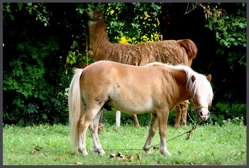 Tiere von einem Minizirkus, auf einer Wiese in Stralsund.