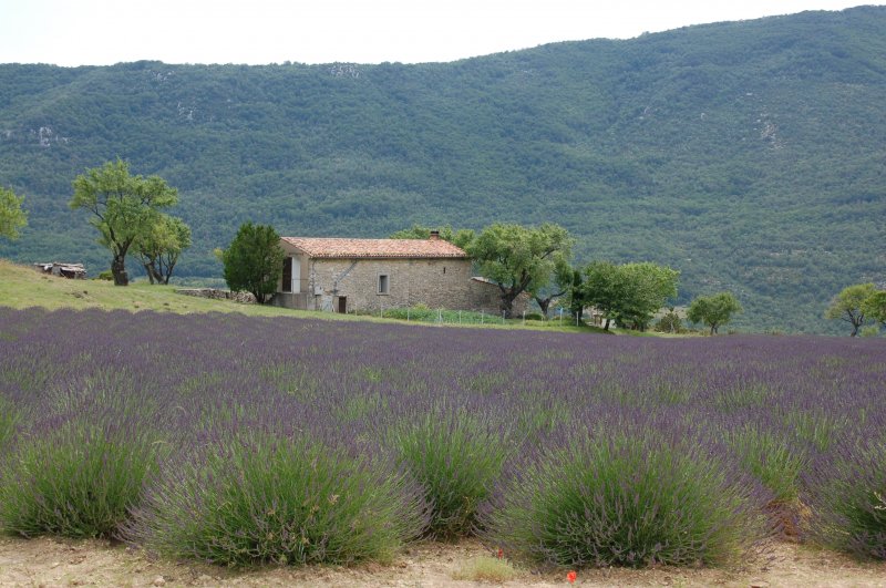 Traumhaftes Lavendelfeld in der Provence/Sdfrankreich auf der kurvenreichen Strecke zu den Gorges du Verdon zwischen dem malerischen Ort Moustiers-Sainte-Marie und La Palud-Sur-Verdon. Der betagte Inhaber dieses Feldes besserte mit einem kleinen Verkaufsstand an der Strae sein Einkommen auf.