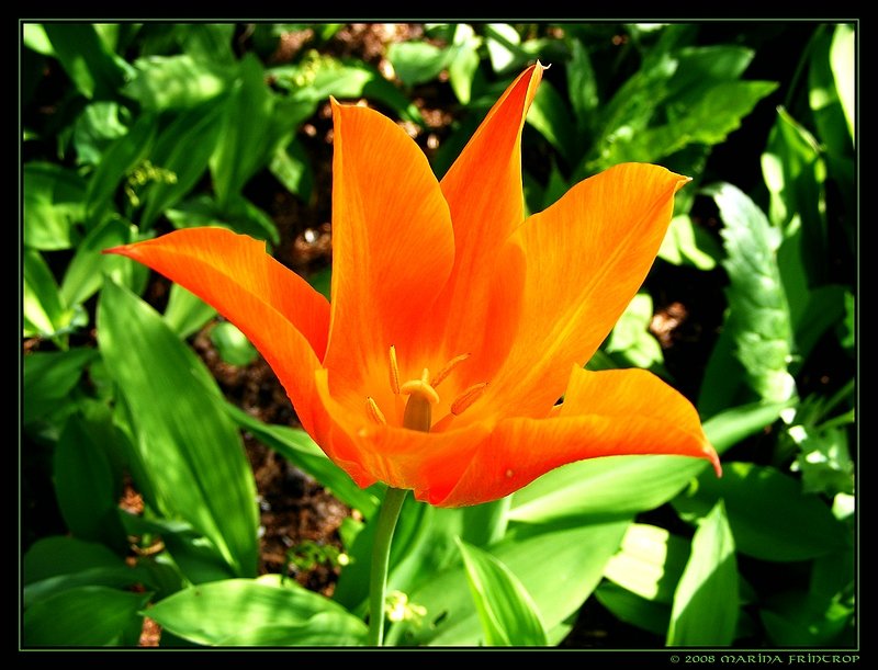 Tulpe - Fotografiert im Botanischen Garten Duisburg