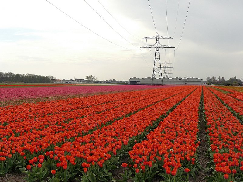 Tulpen unter Hochspannung bei Sassenhem 27-04-2008.