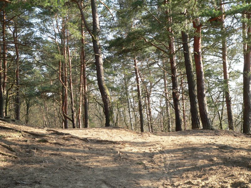 Typisch Berliner und Brandenburger Wlder: Sandbden und Nadelbume. Wilhelmshagen, 25.3.2007