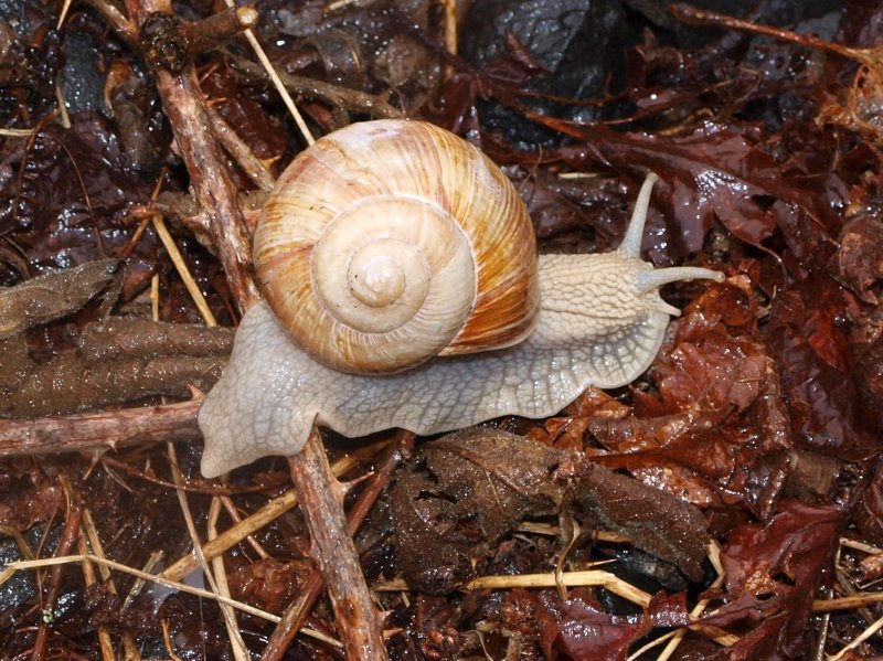 ber Stock und Stein, eine Schnecke im Gleisbett der Vennbahn bei Walheim. 