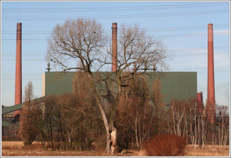 berlebensknstler im Ruhrgebiet - Das drfte sowohl auf den maroden Baum als auch auf diese Kokerei (Prosper in Bottrop) zutreffen. Es gibt nur noch 3 im Ruhrgebiet und dies ist die letzte Kokerei, die von der Deutschen Steinkohle AG betrieben wird. 