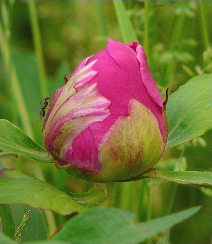 Und noch ein Untermieter in unserem Garten. Er untersucht die Knospe einer Pfingstrose. 03.06.09