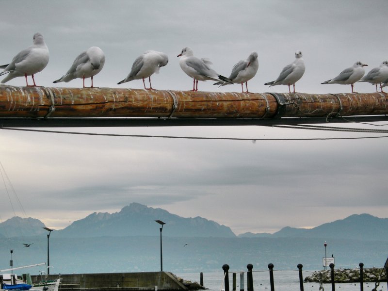 Undankbares Federvieh! Statt sich vor dem Fotografen in Stellung zu werfen, wurde gelangweilt in die Welt geguckt oder Krperpflege betrieben.
Lausanne Ouchy, den 27. Oktober 2008