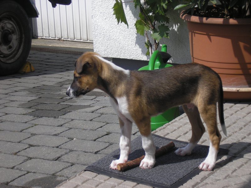 Unser kleiner Grieche Jannis hat sich schon in Deutschland eingelebt und nimmt sein Reich unter die Lupe und in Besitz. 