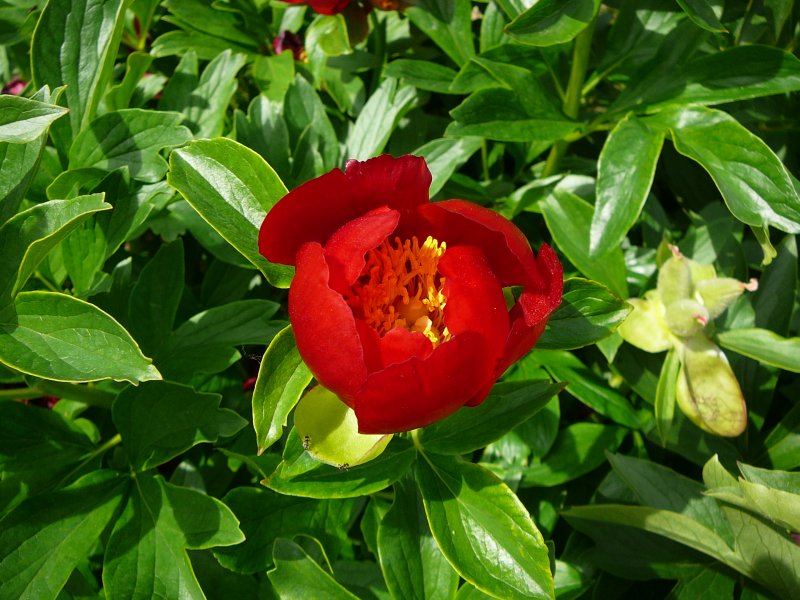 unterwegs im Botanischen Garten von Marburg, Pfingsten 2009