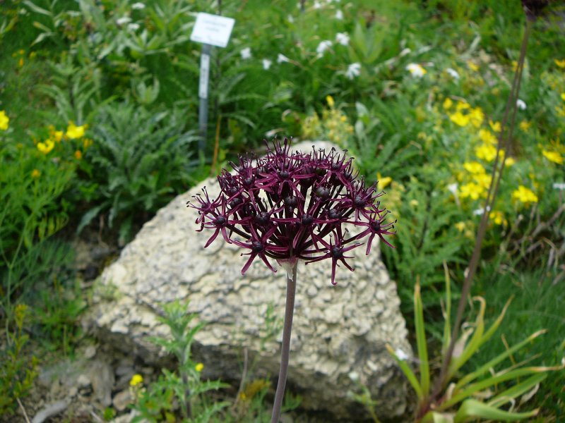 unterwegs im Botanischen Garten von Marburg, Pfingsten 2009