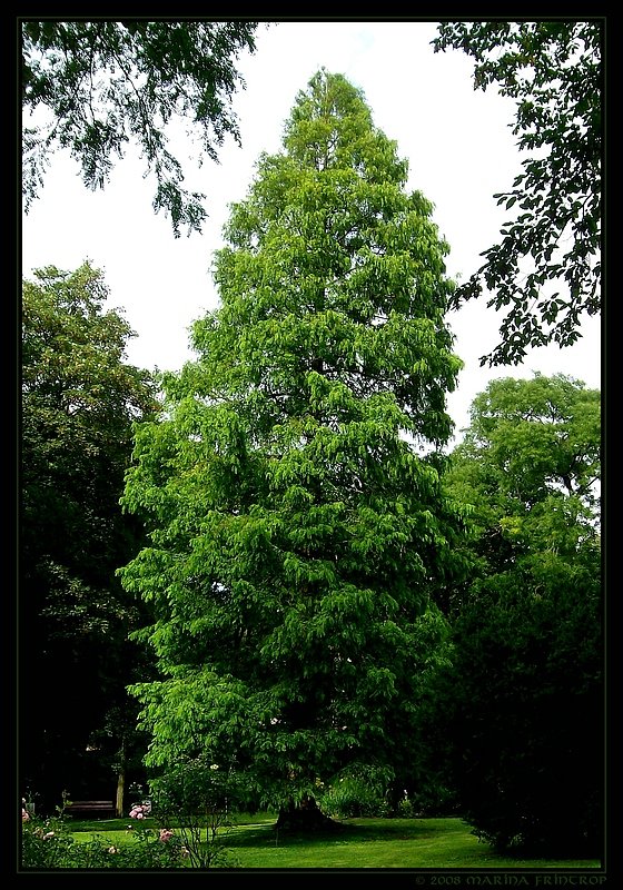 Urweltmammutbaum (Metasequoia glyptostroboides bzw. Hut Et Cheng). Fotografiert im Botanischen Garten Duisburg.