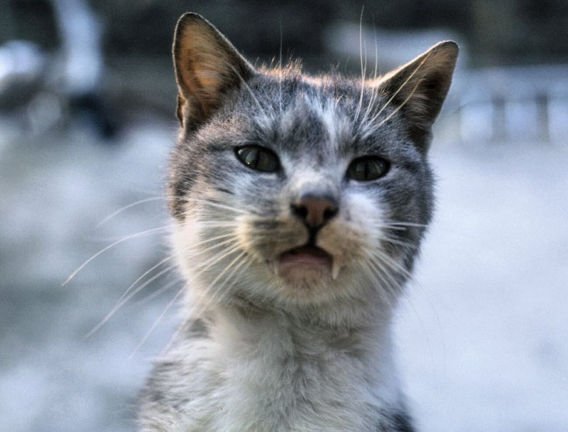  Vampirkatze  - ein Fall fr den Zahnarzt.