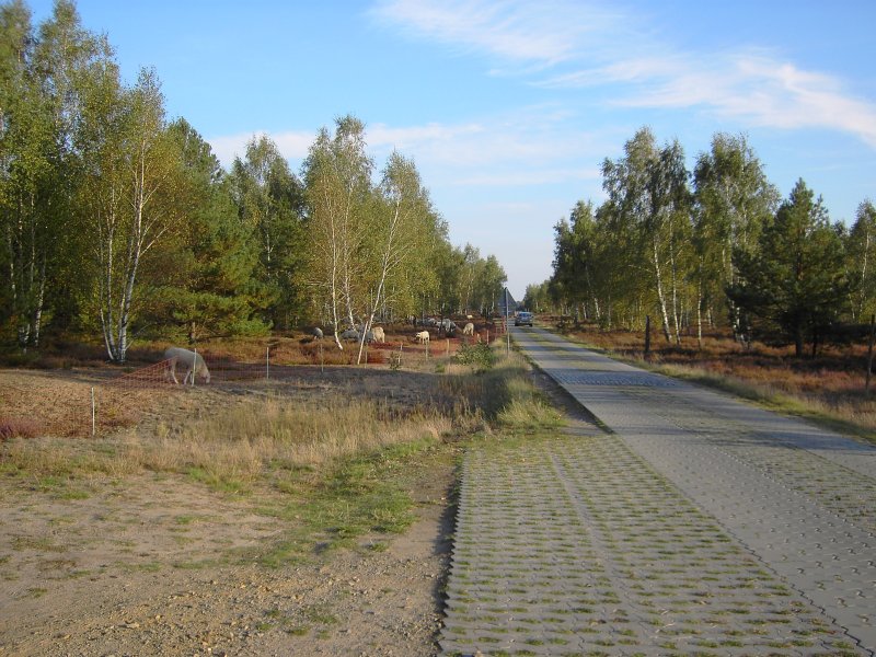 Verbindungsstrae Reicherskreuz - Pinnow (Heideland), Reicherskreuzer Weg an der  Reicherskreuzer Heide im Naturpark Schlaubetal