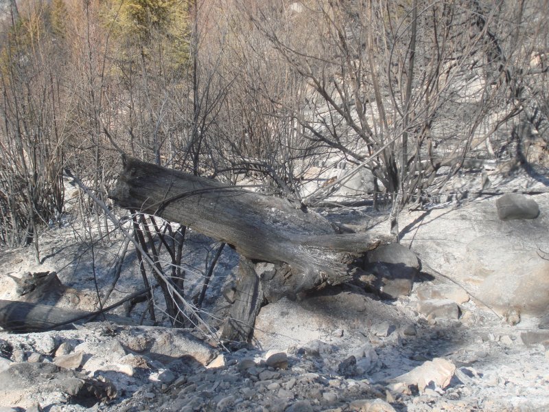 Verkohlter Baumstamm nach dem Waldbrand bei Arbaz im Wallis am 17.04.2007