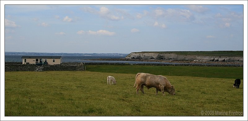 Viehweide an der Kste der Galway Bay, Irland County Clare.