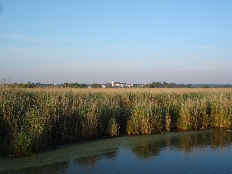 vom Federsee Blick auf Bad Buchau/Oberschwaben am frhen Morgen