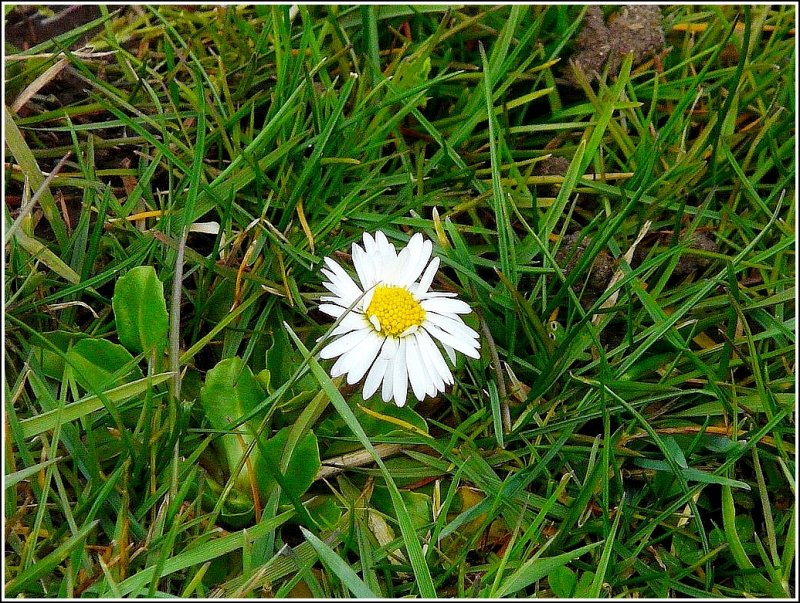 Von vielen Menschen einfach bersehen, bedeuten die ersten Gnseblmchen den Frhlingsbeginn fr mich. 29.03.09 (Jeanny)