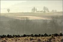 Novemberstimmung - 

Zwischen Kernen-Rommelshausen und Weinstadt-Endersbach.

09.11.2008 (M)