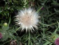 Mitten in  Rostock auf einem Parkpklatz