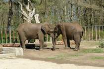 Elefanten im Rostocker Zoo