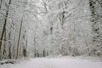Winterweihnachtswald beim Fernsehturm in Stuttgart.
(11.12.2008)
