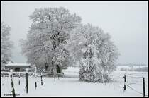 Zwei eingeschneite B�ume - Aalen-Fachsenfeld am Nachmittag des 12.12.2008.