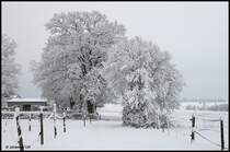 Zwei eingeschneite B�ume - Aalen-Fachsenfeld am Nachmittag des 12.12.2008.