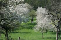 Obstbl�te am n�rdlichen Harzrand bei bei Heimburg; 28.04.2008