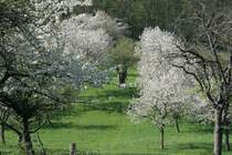 Obstbl�te am n�rdlichen Harzrand bei bei Heimburg; 28.04.2008