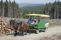 Ein Kremser unterwegs von Ilsenburg zum Scharfenstein; 13.05.2008