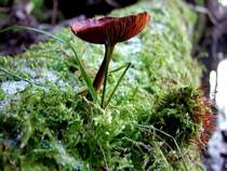  GL�CKSPILZ 2009 
ist umgeben vom saftigen Moos, aufgenommen 31.Dez.2008