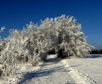 Der Rennsteig nahe Masserberg (Lkr. Hildburghausen) am 28.12.08