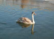 Einsam dreht dieser Schwan auf der Krems seine Runden.
(Wartberg/Kr. 09.01.2009)