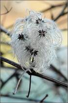 Auch im Winter bietet die Natur schne Bildmotive. 11.01.09 (Jeanny)