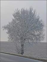 Am 25.01.09 hatte sich in hheren Lagen wieder Raureif gebildet. Bild aufgenommen in Heiderscheid. (Jeanny)