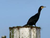 Kormoran, bereit zum Abflug; Elbe, Unterer Schleusenkanal Geesthacht, 25.01.2009