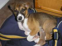 Jannis ist uns ende Mai am Tsambikastrand auf Rhodos zugelaufen.
Der arme Kerl ist ca. 4/6 Wochen alt, wog gerade mal 2,5kg und hat es fertig gebracht das wir mit Hilfe des Hotelchefs, dem Tierarzt und den vielen Helfern alle Hebel in Bewegung setzten um ihn mit nach Hause zu nehmen. Hier liegt er in unserer Strandtasche die er sofort in beschlag nahm im Hotelzimmer.    