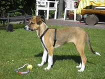 Jannis im August 08. Ein paar Wochen gutes Futter, ein zuhause und eine Familie und aus einem kleinen h�ufchen Elend wird ein richtiger selbstbewuster stolzer Hund. 