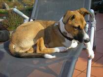 Jannis im Sommer auf seinem Lieblingsplatz. Die Liege hat er in beschlag genommen, dort liegt er in der prallen Sonne und d�st vor sich hin. 