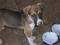 Der erste Kontakt, Liebe auf den ersten Blick. Hungrig und Durstig lief uns dieser kleine Welpe auf Rhodos am Tsambikastrand zu. Nach drei weiteren Tagen am Strand voller mitleid, zweifel und abw�gen stand f�r uns fest, den nehmen wir mit nach hause. Einen griechischen Namen fanden wir auch bald, Jannis (Johann). Wenige Tage sp�ter hatte Jannis ein Pass, war geimpft und hatte einen Chip. Das Abenteuer konnte beginnen.  