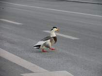 Ich hab´ erst links dann rechts geschaut und mich �berzeugt, dass kein Auto kommt; 12.01.2009
