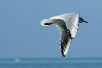 Bild 2: Fl�gelschlag einer M�we.
(Januar 2009)