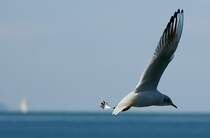 Bild 1: Eine M�we im Flug.
(Januar 2009)