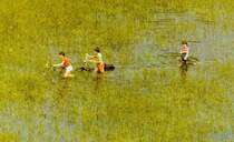 Wasserfahrrad !! Fr�hlingszeit - Hochwasserzeit - aufgenommen in den 80iger Jahren - Rheinhochwasser bei Kehl. 