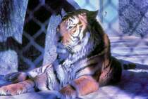 Tiger im Zoo M�nchen-Hellabrunn - 1962 - Scan vom Kleinbilddia