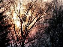 Sonnenuntergang hinter den B�umen; 090225
