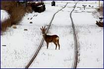 Bamby voll auf Risiko.(in der N�he des Hbf`s)